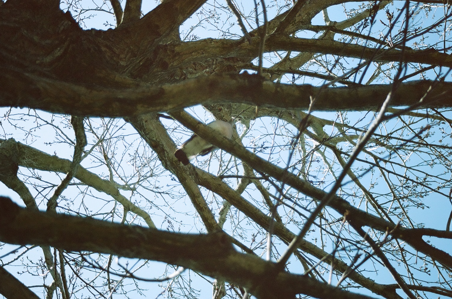 If you look close enough, the pigeon's actually looking into the lens