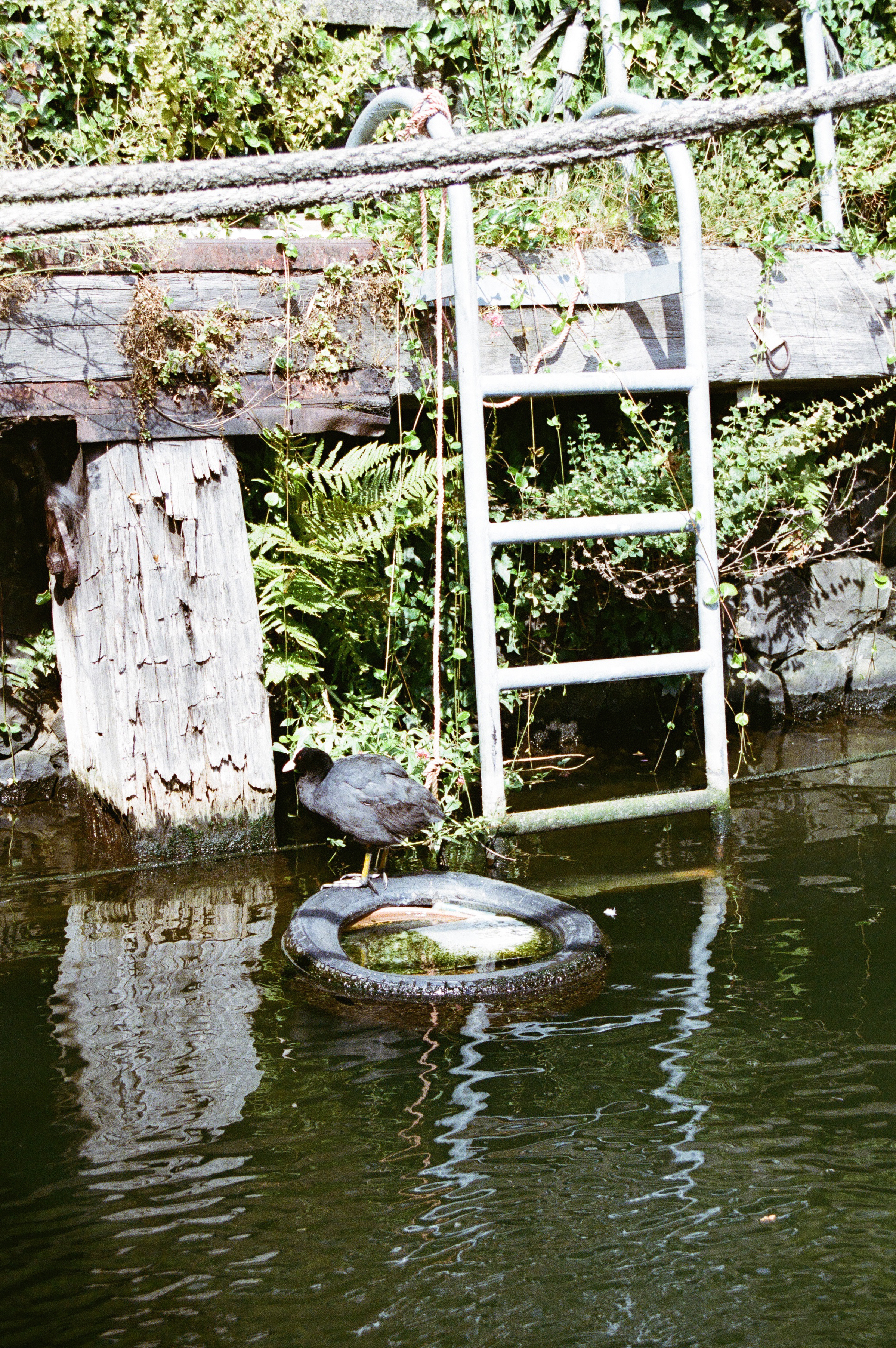 Image of a coot standing on a nest me and my boyfriend made for him using a tire and empty milk cartons. 