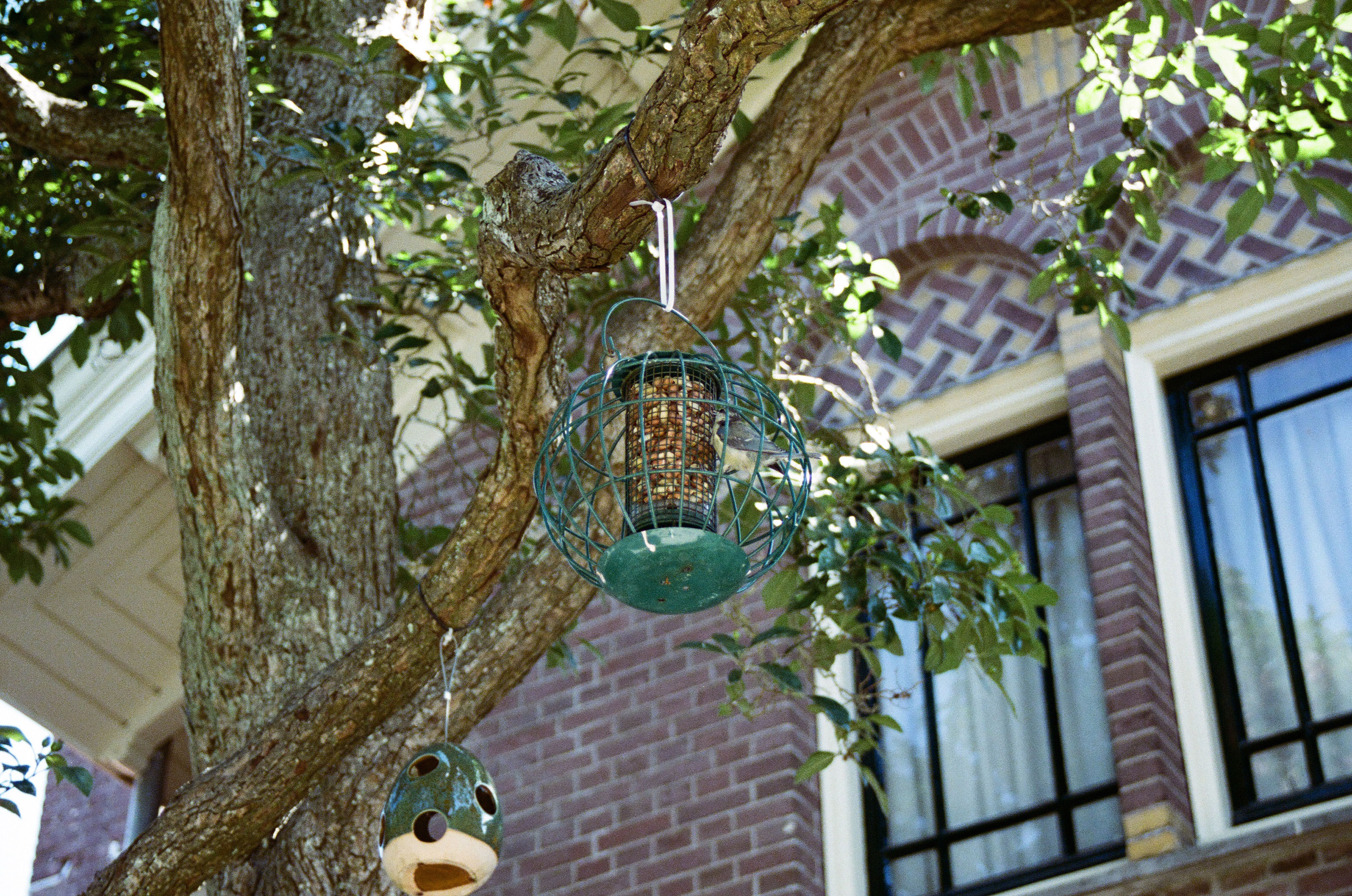 Image of a sparrow eating out of a bird feeder