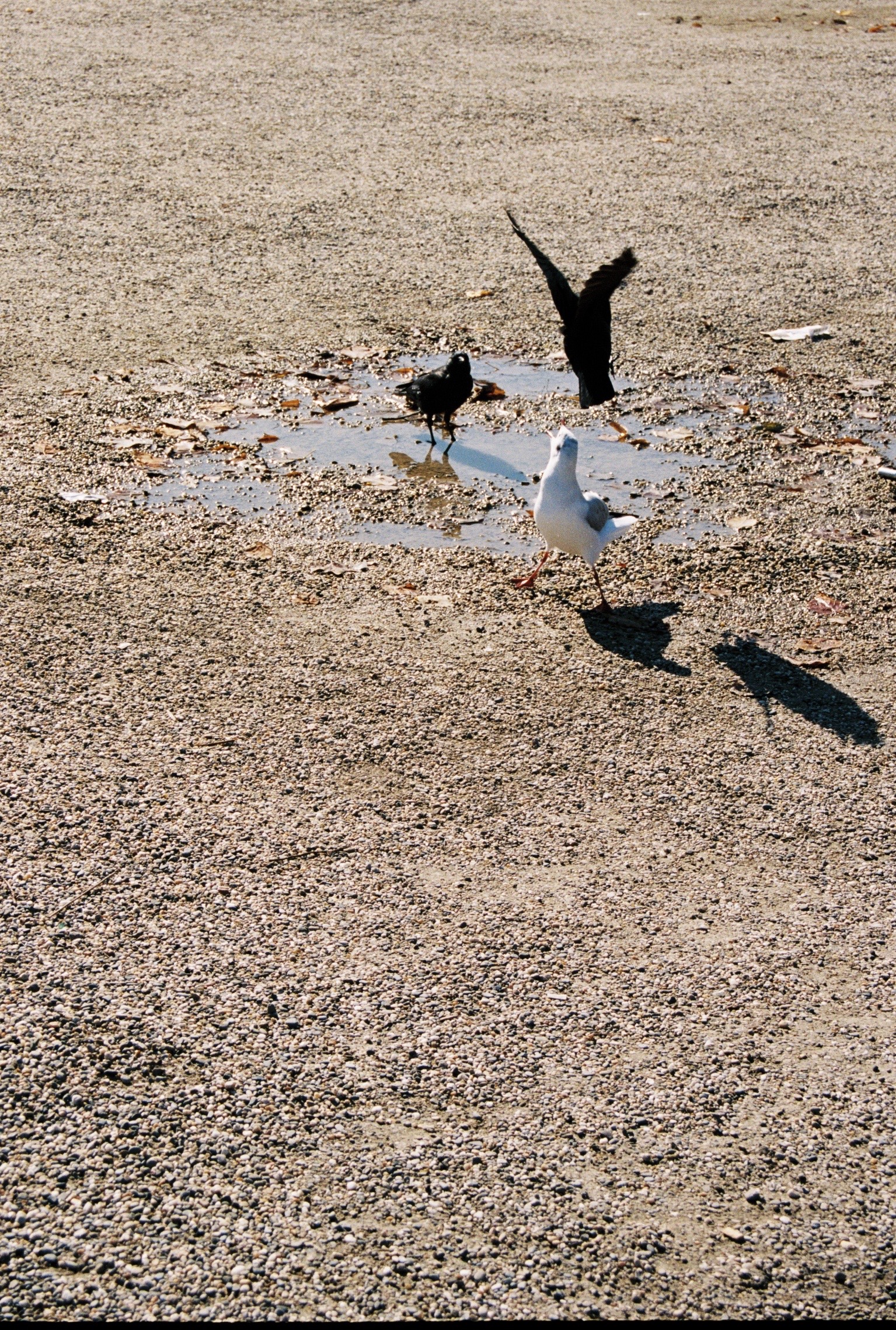 A crow attacks a menacing seagull