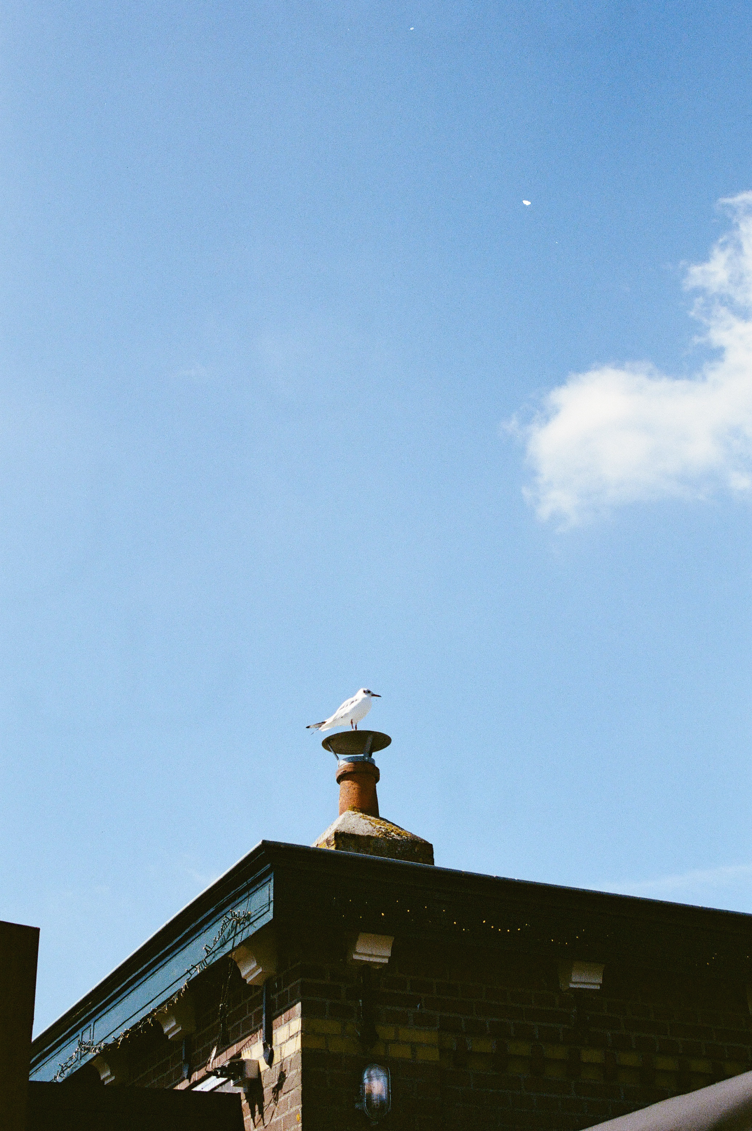 A seagull on top a restaurant café in Enkhuizen